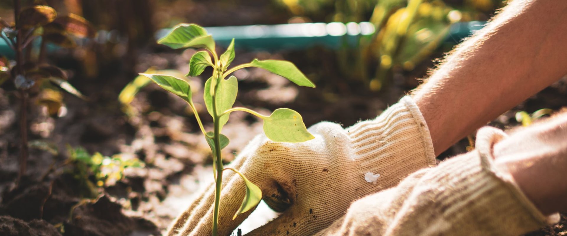What does a horticulturist do?