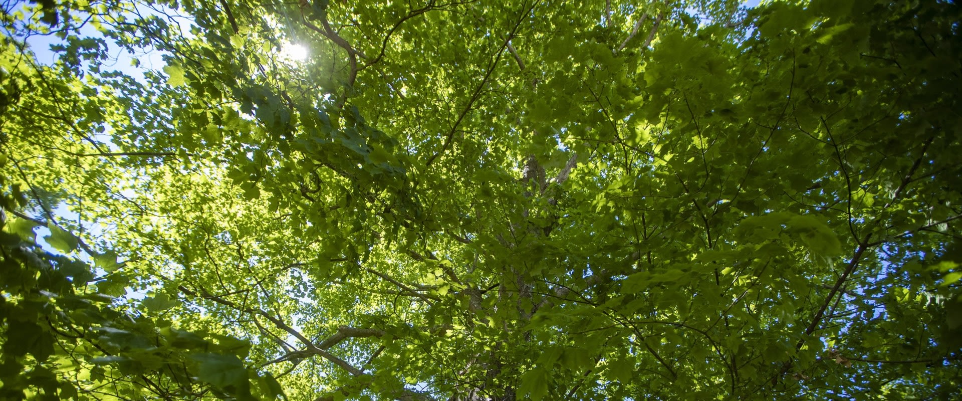 Is tree work hard on your body 