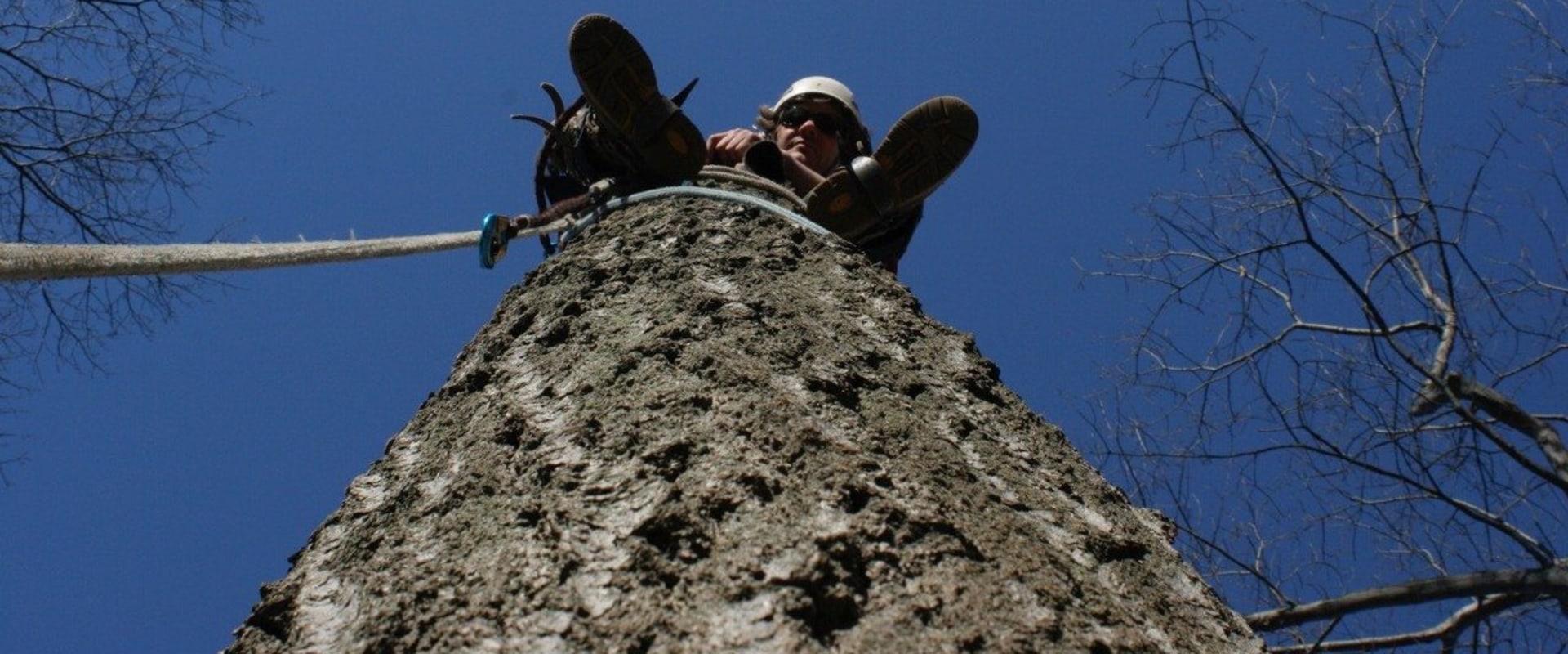 View of What is the difference between arboriculture and urban forestry?