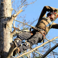 What is the job outlook for a arborist?