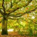 How Arboriculture Planning Can Minimize Plumbing Repairs