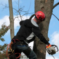 What skills are needed to be a successful arborist?