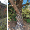 Disease Prevention: The Vital Link Between Proactive Tree Trimming Service And Sustainable Arboriculture In Portland