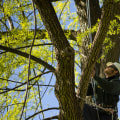 Is arboriculture a good career?