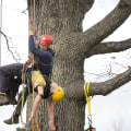 Are there professional tree climbers?
