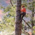 Why Sustainable Arboriculture Often Includes Recommendations for Surface Maintenance