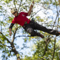 What is a professional tree climber called?