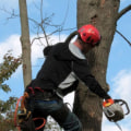 What is the job description of an arborist?