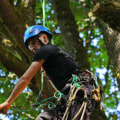 What is top pay for a tree climber?