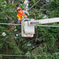 Keeping Trees Healthy Without Disrupting Electrical Systems