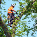Why Tree Service Is Essential To Advancing Arboriculture In Johnson City