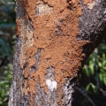 Arboriculture and Pest Control Services: Protecting Sheffield Properties From Pest Problems