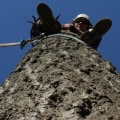 What is the difference between arboriculture and urban forestry?