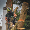 When to Call a Tree Service for Arboriculture Assessments