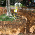 The Rarely Discussed Role of Arboriculture in Protecting Building Foundations