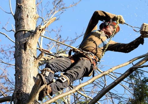 What is the job outlook for a arborist?