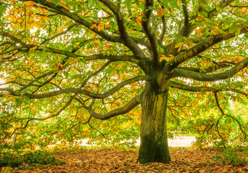 How Arboriculture Planning Can Minimize Plumbing Repairs