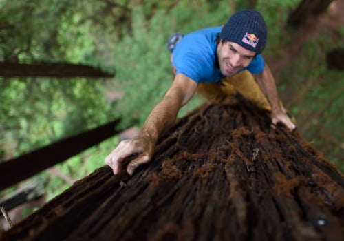 Where do tree climbers make the most money?