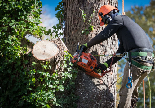 Sustainable Arboriculture Practices Supported By Local Landscaping Services In Portland, OR