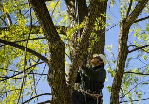Is arboriculture a good career?