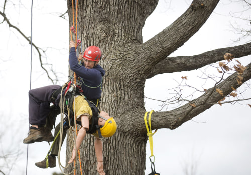 Are there professional tree climbers?