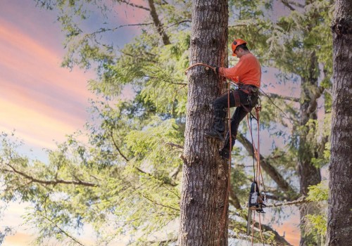 Why Sustainable Arboriculture Often Includes Recommendations for Surface Maintenance