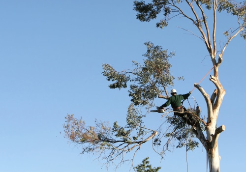 What Is Arboriculture In Mississippi And What Do They Do