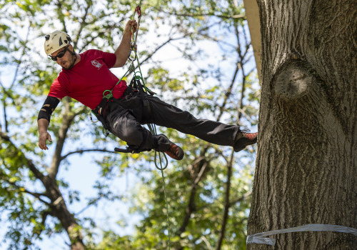 What is a professional tree climber called?