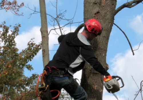 What is the job description of an arborist?