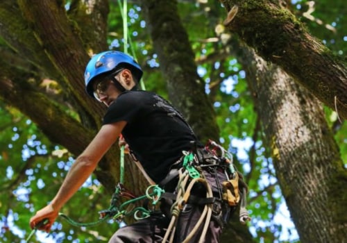 What is top pay for a tree climber?