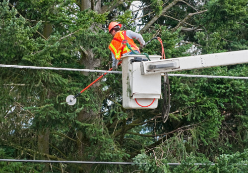Keeping Trees Healthy Without Disrupting Electrical Systems