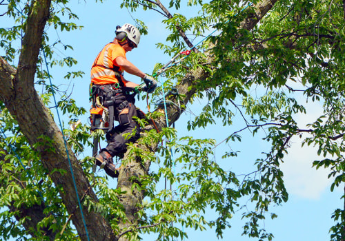 Why Tree Service Is Essential To Advancing Arboriculture In Johnson City