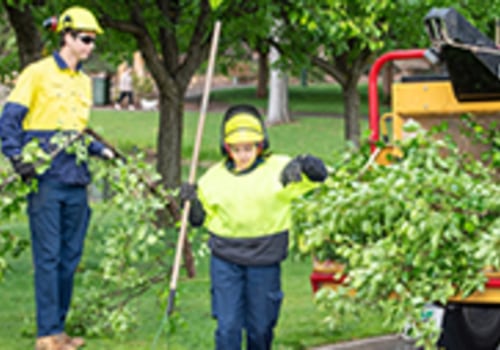 Branching Out: Exploring Arboriculture's Contribution To Tree Care In Leesburg