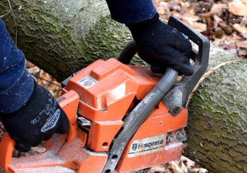 Professional Arboriculture & Tree Removal in Maysville