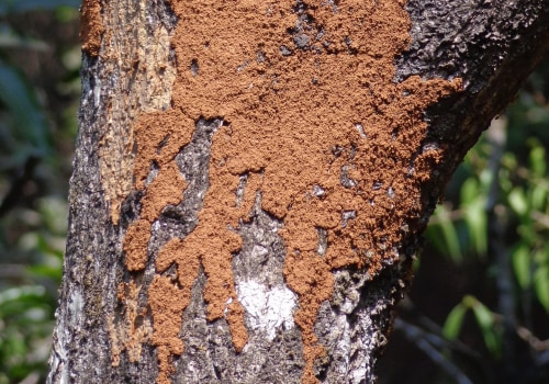 Arboriculture and Pest Control Services: Protecting Sheffield Properties From Pest Problems