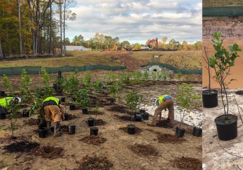 Synchronizing Tree Management with Aquatic Facility Construction