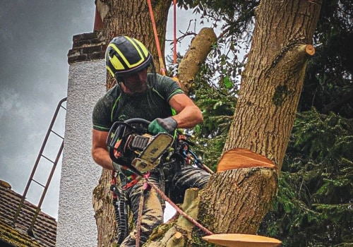 When to Call a Tree Service for Arboriculture Assessments