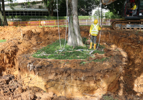 The Rarely Discussed Role of Arboriculture in Protecting Building Foundations